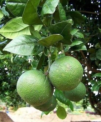 Sweet Lemon Green Plants