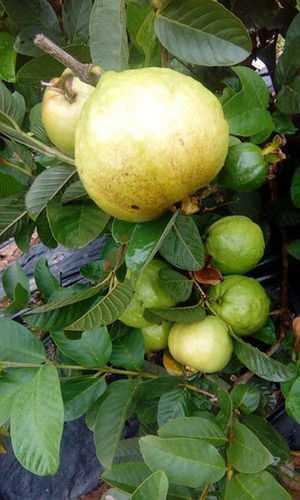 Green Taiwan Pink Guava Fruit Plant ( Clonal)