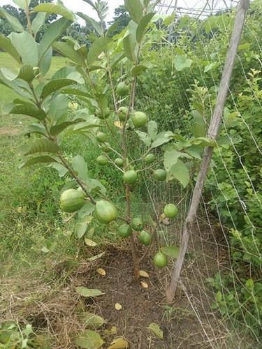 Green Thai 7 Guava Plants