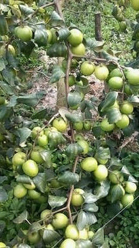 Thai Apple Ber Green Plants