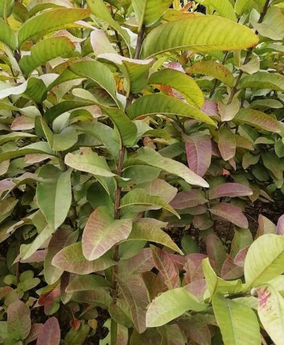 Green Thai Gold Guava Plant