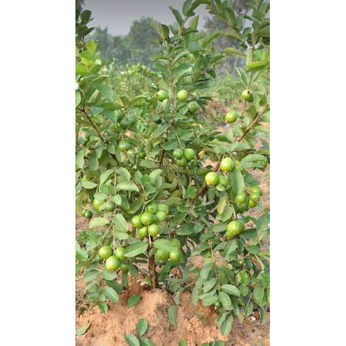 Green Thai Seedless Guava Plant