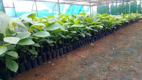 Green Tissue Culture Teak Plants