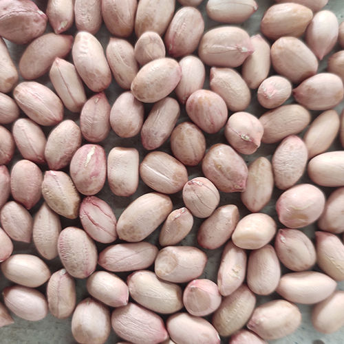 Common Groundnut Seeds