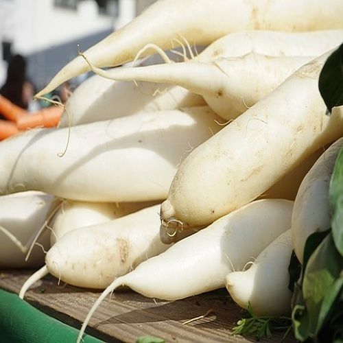 Healthy and Natural Fresh White Radish