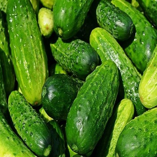 Healthy and Natural Green Fresh Cucumber