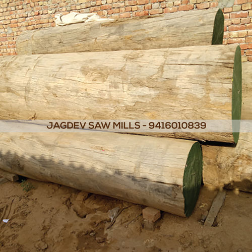 Good Quality Kapur Timber Teak Wood