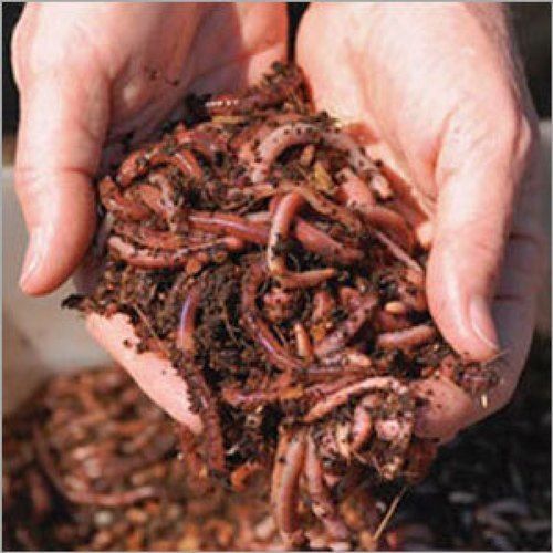 Earth Worms For Agricultural Use