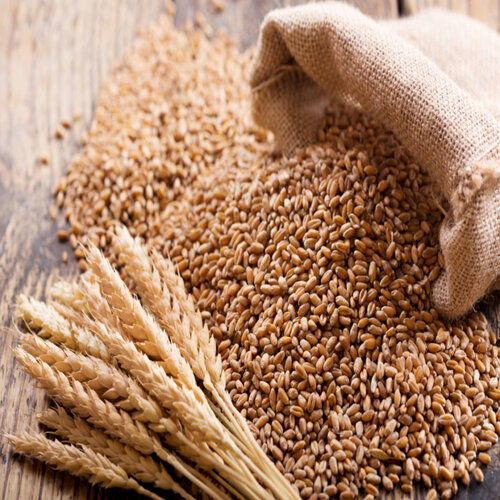 Export Quality Wheat Grain