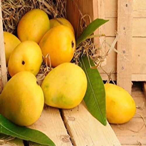 Healthy and Natural Fresh Chaunsa Mango