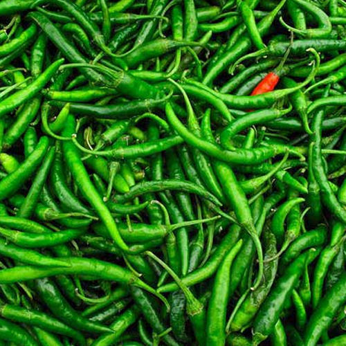 Healthy and Natural Fresh Green Chilly