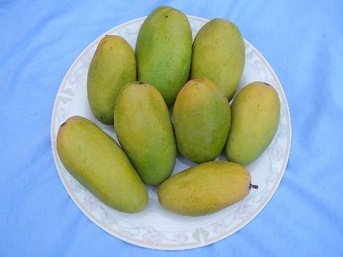 Healthy And Natural Fresh Langra Mango