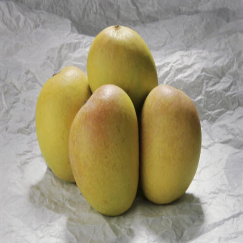 Healthy and Natural Fresh Neelam Mango
