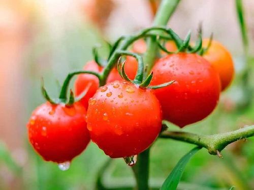 Healthy and Natural Fresh Red Tomato