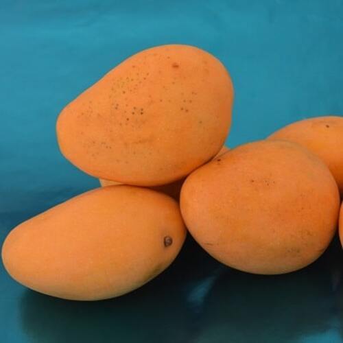 Healthy and Natural Organic Fresh Badami Mango