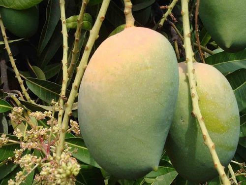 Healthy And Natural Organic Fresh Kesar Mango Size: Standard