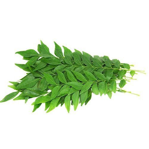 Green Healthy And Natural Fresh Curry Leaves