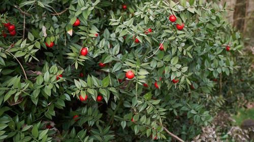 Natural Herbal Butchers Broom Plant Extract