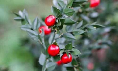 Natural Herbal Butchers Broom Plant Extract Grade: Medicine Grade