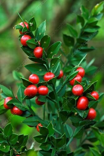 Natural Herbal Butchers Broom Plant Extract Grade: Medicine Grade