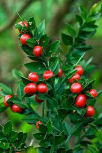 Natural Herbal Butchers Broom Plant Extract