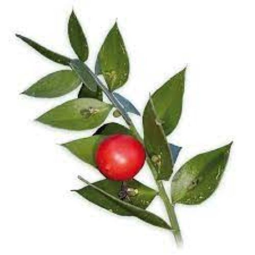 Natural Herbal Butchers Broom Plant Extract