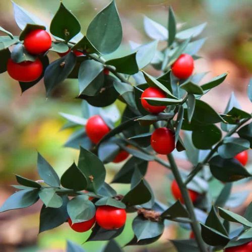 Natural Herbal Butchers Broom Plant Extract