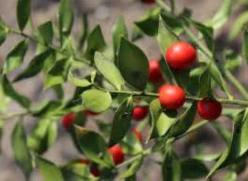 Natural Herbal Butchers Broom Plant Extract