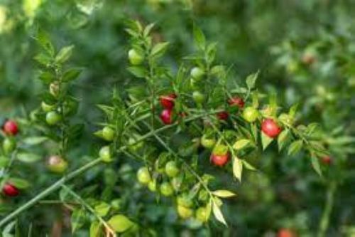 Natural Herbal Butchers Broom Plant Extract