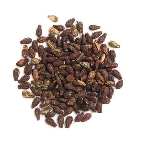 Natural Neem Seed For Agriculture Use