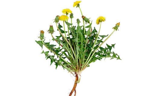 Herbal Dandelion Extract Powder Recommended For: Men