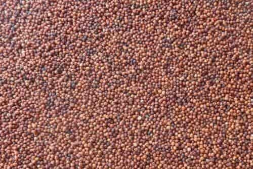 Organic Ragi Finger Millet Grain