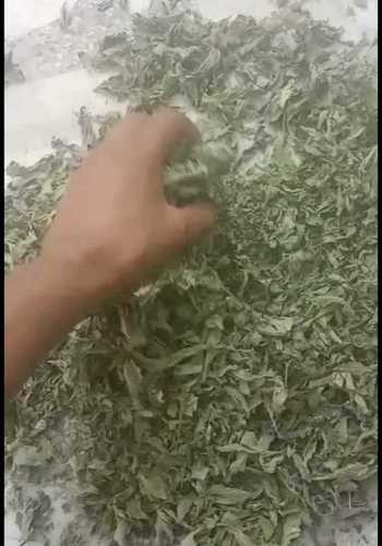 Pesticide Free Mint Leaves