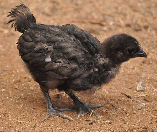 Black Kadaknath 1 Month Old Chicks