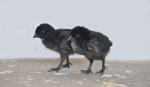 Kadaknath 15 Day Old Chicks