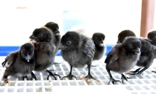 Kadaknath Day Old Chicks