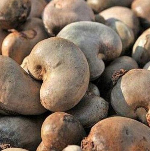 Organic Brazil Dried Raw Cashew Nuts