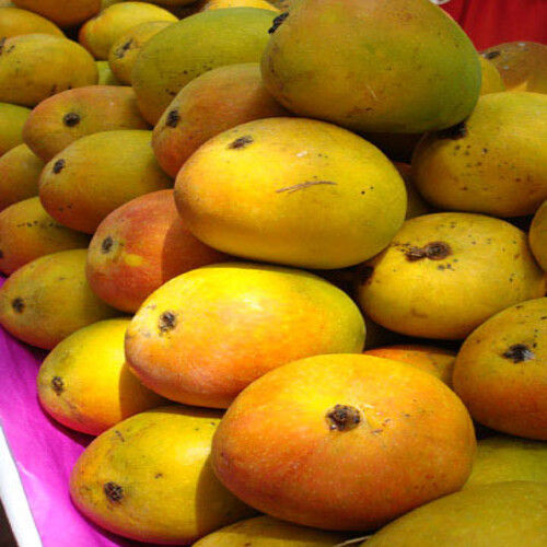 Healthy and Natural Fresh Yellow Mango