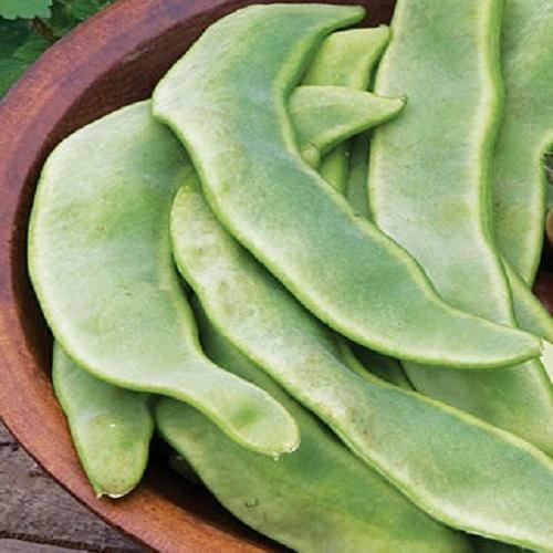 Green Healthy And Natural Organic Fresh Flat Beans