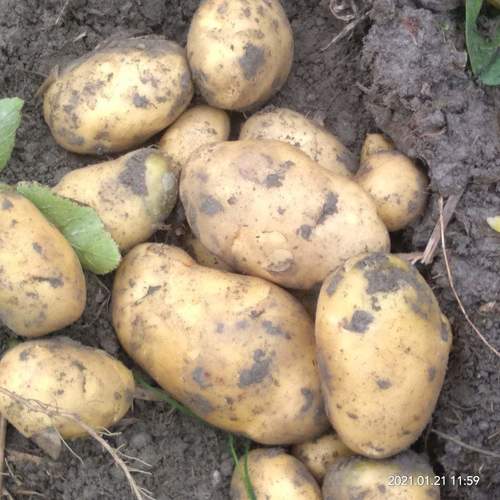 100% Maturity Fresh Potato