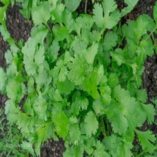 Healthy And Natural Organic Fresh Coriander Leaves Moisture (%): 45%