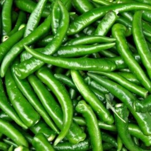 Healthy and Natural Organic Fresh Green Chilli