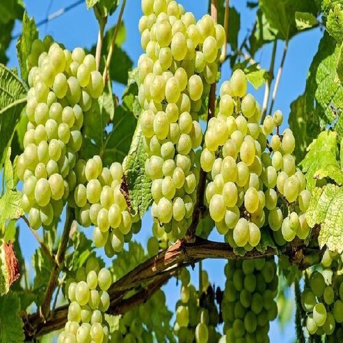 Healthy and Natural Organic Fresh Green Grapes