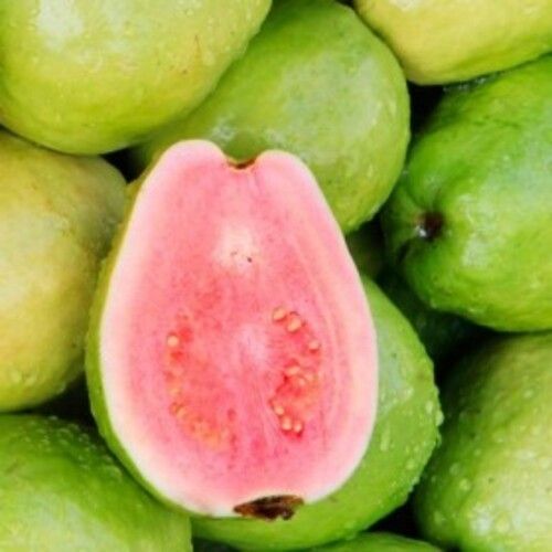Healthy and Natural Organic Fresh Guava