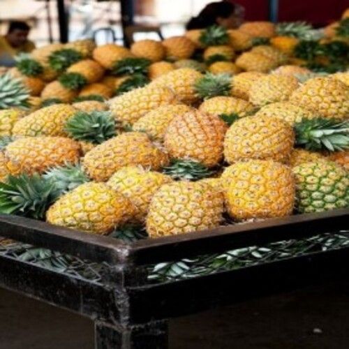 Healthy and Natural Organic Fresh Pineapple