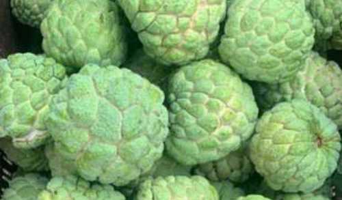 Green High Protein Custard Apple