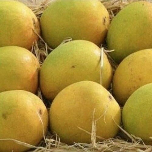 Healthy and Natural Organic Fresh Mango