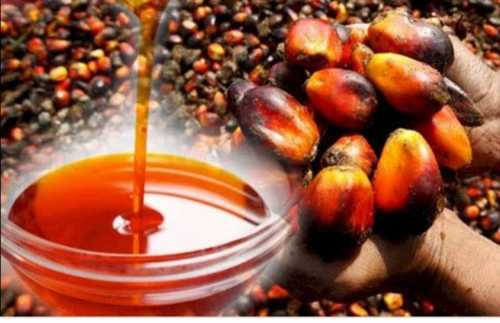 Palm Oil for Cooking