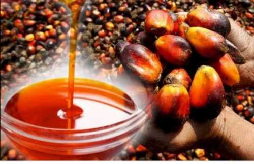 Organic Palm Oil For Cooking