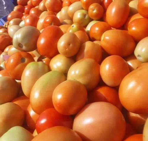 Healthy and Natural Fresh Organic Tomato